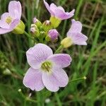 Cardamine raphanifolia Flor