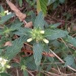 Galeopsis segetum Leaf