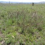 Boscia mossambicensis Habit