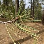 Pinus jeffreyi Leaf