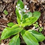 Andersonglossum virginianum 花