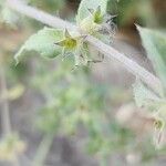 Stachys setifera Плід