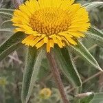 Pallenis spinosa Flower