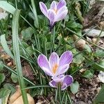 Crocus vernusΛουλούδι