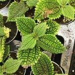 Pilea involucrata Ліст