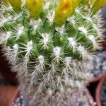 Gymnocalycium pflanzii 葉