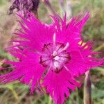 Dianthus hyssopifolius Flor