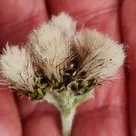 Antennaria carpatica Fruit