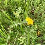 Solanum rostratum Foglia