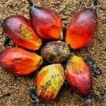 Elaeis guineensis Fruit