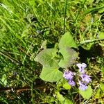 Glechoma hederacea Hoja