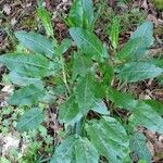 Rumex obtusifoliusLeaf