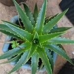 Dyckia brevifolia Лист