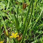 Gagea fragifera 形態