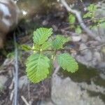Alnus incana Leaf