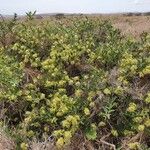 Boscia mossambicensis Flor