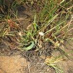 Launaea nana Habit