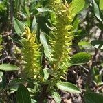 Salix hastata Egyéb