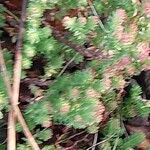 Sedum moranense Leaf