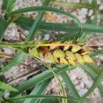 Carex pumila Hedelmä