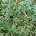 Artemisia abrotanum موطن