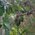 Annona muricata Gyümölcs