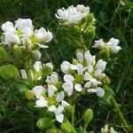 Cochlearia anglica Květ