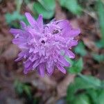 Knautia dipsacifolia Квітка