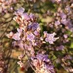 Limonium bellidifolium Fleur