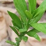 Pereskiopsis diguetii Hoja