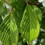 Viburnum plicatum Ліст