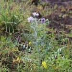 Galactites tomentosus Flower