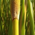 Typha angustifoliaŜelo