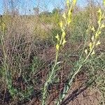 Linaria genistifolia Хабит