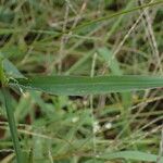Digitaria sanguinalis Лист