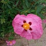 Cistus x purpureus Floare