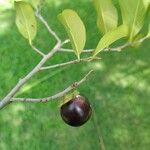 Diospyros inconstans Fruit