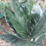 Chamaedorea microspadix Fuelha