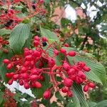 Viburnum sieboldii Gyümölcs