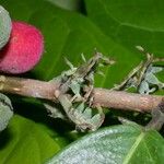 Trophis racemosa Fruit