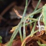 Asplenium septentrionale Bark