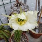 Lobivia bridgesii Floare