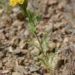 Chaenactis glabriuscula Blomma