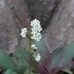 Crassula orbicularis Λουλούδι