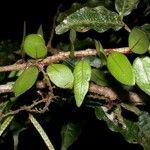 Microgramma reptans Máis