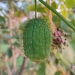 Echinocystis lobata Плод