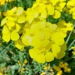 Erysimum rhaeticum Flower
