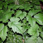 Actaea elata Leaf