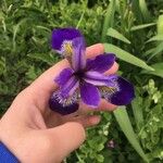Iris versicolor Цвят