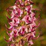 Pedicularis groenlandica Kwiat